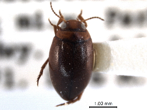  (Hygrotus turbidus - CNC COLEO 00149979)  @11 [ ] CreativeCommons - Attribution (2012) CNC/CBG Photography Group Centre for Biodiversity Genomics