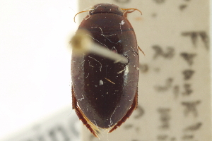  (Agabus aeruginosus - CNC COLEO 00150009)  @11 [ ] CreativeCommons - Attribution (2012) CNC/CBG Photography Group Centre for Biodiversity Genomics