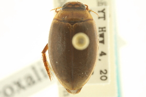  (Agabus coxalis - CNC COLEO 00150068)  @11 [ ] CreativeCommons - Attribution (2012) CNC/CBG Photography Group Centre for Biodiversity Genomics