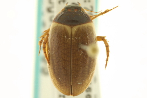  (Agabus griseipennis - CNC COLEO 00150105)  @14 [ ] CreativeCommons - Attribution (2012) CNC/CBG Photography Group Centre for Biodiversity Genomics