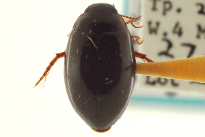  (Agabus margaretae - CNC COLEO 00150135)  @13 [ ] CreativeCommons - Attribution (2012) CNC/CBG Photography Group Centre for Biodiversity Genomics