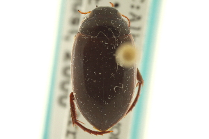  (Agabus obliteratus nectris - CNC COLEO 00150141)  @13 [ ] CreativeCommons - Attribution (2012) CNC/CBG Photography Group Centre for Biodiversity Genomics