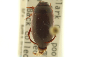  (Agabus oblongulus - CNC COLEO 00150145)  @13 [ ] CreativeCommons - Attribution (2012) CNC/CBG Photography Group Centre for Biodiversity Genomics