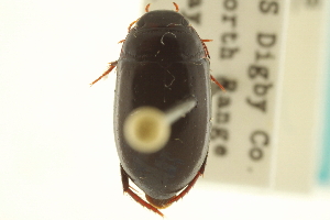  (Agabus semipunctatus - CNC COLEO 00150161)  @13 [ ] CreativeCommons - Attribution (2012) CNC/CBG Photography Group Centre for Biodiversity Genomics