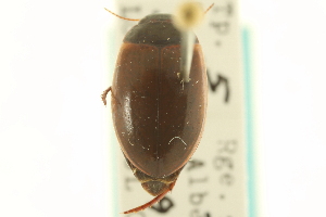  (Agabus smithi - CNC COLEO 00150163)  @13 [ ] CreativeCommons - Attribution (2012) CNC/CBG Photography Group Centre for Biodiversity Genomics