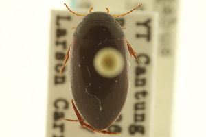  (Agabus strigulosus - CNC COLEO 00150167)  @14 [ ] CreativeCommons - Attribution (2012) CNC/CBG Photography Group Centre for Biodiversity Genomics