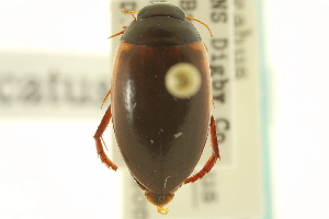  (Agabus subfuscatus - CNC COLEO 00150170)  @13 [ ] CreativeCommons - Attribution (2012) CNC/CBG Photography Group Centre for Biodiversity Genomics