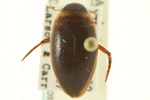  (Agabus tristis - CNC COLEO 00150181)  @13 [ ] CreativeCommons - Attribution (2012) CNC/CBG Photography Group Centre for Biodiversity Genomics