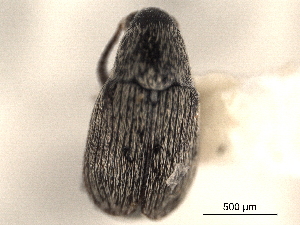  ( - CNC COLEO 00152076)  @11 [ ] CreativeCommons - Attribution (2012) CNC/CBG Photography Group Centre for Biodiversity Genomics