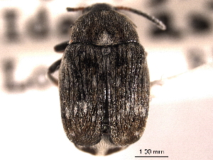  (Bruchus pisorum - CNC COLEO 00152122)  @13 [ ] CreativeCommons - Attribution (2012) CNC/CBG Photography Group Centre for Biodiversity Genomics