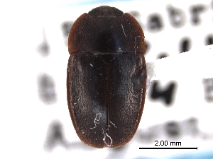  (Epuraea monogama - CNC COLEO 00153021)  @15 [ ] CreativeCommons - Attribution (2012) CNC/CBG Photography Group Centre for Biodiversity Genomics