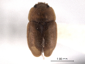  ( - CNC COLEO 00153038)  @11 [ ] CreativeCommons - Attribution (2012) CNC/CBG Photography Group Centre for Biodiversity Genomics