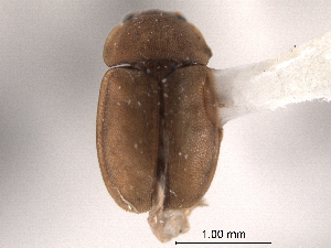  ( - CNC COLEO 00153041)  @11 [ ] CreativeCommons - Attribution (2012) CNC/CBG Photography Group Centre for Biodiversity Genomics