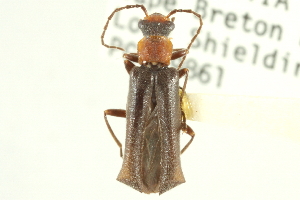  (Dichelotarsus punctatus - CNC COLEO 00153271)  @14 [ ] CreativeCommons - Attribution (2012) CNC/CBG Photography Group Centre for Biodiversity Genomics