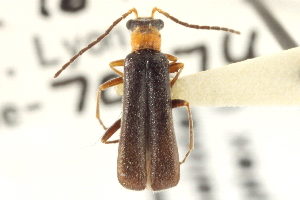  (Dichelotarsus simplex - CNC COLEO 00153273)  @11 [ ] CreativeCommons - Attribution (2012) CNC/CBG Photography Group Centre for Biodiversity Genomics