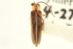  (Rhagonycha imbecillis - CNC COLEO 00153328)  @14 [ ] CreativeCommons - Attribution (2012) CNC/CBG Photography Group Centre for Biodiversity Genomics