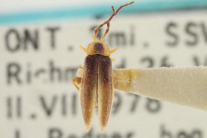  (Rhagonycha sieberti - CNC COLEO 00153347)  @11 [ ] CreativeCommons - Attribution (2012) CNC/CBG Photography Group Centre for Biodiversity Genomics