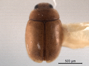  ( - CNC COLEO 00154428)  @11 [ ] CreativeCommons - Attribution (2012) CNC/CBG Photography Group Centre for Biodiversity Genomics