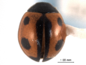  (Brumoides septentrionis - CNC COLEO 00154588)  @14 [ ] CreativeCommons - Attribution (2012) CNC/CBG Photography Group Centre for Biodiversity Genomics