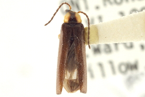  (Rhagonycha tantilla - CNC COLEO 00155193)  @11 [ ] CreativeCommons - Attribution (2012) CNC/CBG Photography Group Centre for Biodiversity Genomics