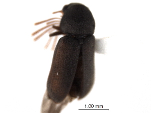 ( - CNC COLEO 00158308)  @13 [ ] CreativeCommons - Attribution (2012) CNC/CBG Photography Group Centre for Biodiversity Genomics