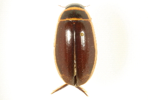 (Dytiscus cordieri - CNC COLEO 00150362)  @14 [ ] CreativeCommons - Attribution (2012) CNC/CBG Photography Group Centre for Biodiversity Genomics