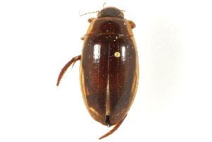  (Dytiscus fasciventris - CNC COLEO 00150372)  @14 [ ] CreativeCommons - Attribution (2012) CNC/CBG Photography Group Centre for Biodiversity Genomics