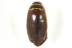  (Dytiscus hybridus - CNC COLEO 00150384)  @11 [ ] CreativeCommons - Attribution (2012) CNC/CBG Photography Group Centre for Biodiversity Genomics