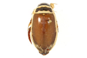  (Dytiscus marginicollis - CNC COLEO 00150388)  @14 [ ] CreativeCommons - Attribution (2012) CNC/CBG Photography Group Centre for Biodiversity Genomics