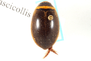  (Graphoderus fascicollis - CNC COLEO 00150421)  @14 [ ] CreativeCommons - Attribution (2012) CNC/CBG Photography Group Centre for Biodiversity Genomics