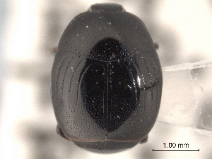  (Geomysaprinus posthumus - CNC COLEO 00152437)  @11 [ ] CreativeCommons - Attribution (2012) CNC/CBG Photography Group Centre for Biodiversity Genomics