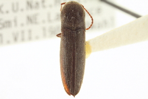  (Nematodes atropos - CNC COLEO 00155502)  @11 [ ] CreativeCommons - Attribution (2012) CNC/CBG Photography Group Centre for Biodiversity Genomics