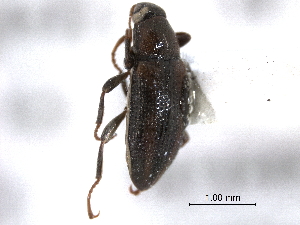  ( - CNC COLEO 00159523)  @11 [ ] CreativeCommons - Attribution (2012) CNC/CBG Photography Group Centre for Biodiversity Genomics