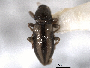  (Dubiraphia quadrinotata - CNC COLEO 00159533)  @11 [ ] CreativeCommons - Attribution (2012) CNC/CBG Photography Group Centre for Biodiversity Genomics