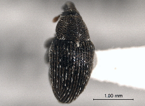  ( - CNC COLEO 00152503)  @13 [ ] CreativeCommons - Attribution (2012) CNC/CBG Photography Group Centre for Biodiversity Genomics