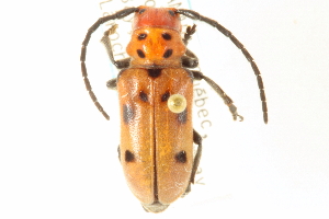  (Tetraopes tetrophthalmus - CNC COLEO 00152529)  @14 [ ] CreativeCommons - Attribution (2012) CNC/CBG Photography Group Centre for Biodiversity Genomics