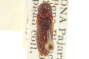  (Megapenthes obtusus - CNC COLEO 00152577)  @13 [ ] CreativeCommons - Attribution (2012) CNC/CBG Photography Group Centre for Biodiversity Genomics