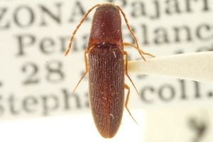  (Megapenthes variolatus - CNC COLEO 00152581)  @14 [ ] CreativeCommons - Attribution (2012) CNC/CBG Photography Group Centre for Biodiversity Genomics