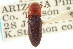  (Anchastus bicolor - CNC COLEO 00152586)  @14 [ ] CreativeCommons - Attribution (2012) CNC/CBG Photography Group Centre for Biodiversity Genomics