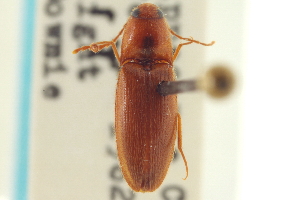  (Anchastus splendidus - CNC COLEO 00152598)  @14 [ ] CreativeCommons - Attribution (2012) CNC/CBG Photography Group Centre for Biodiversity Genomics