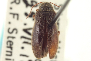  (Eurypogon californicus - CNC COLEO 00152791)  @11 [ ] CreativeCommons - Attribution (2012) CNC/CBG Photography Group Centre for Biodiversity Genomics