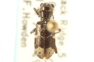  (Enoclerus lecontei - CNC COLEO 00154908)  @11 [ ] CreativeCommons - Attribution (2012) CNC/CBG Photography Group Centre for Biodiversity Genomics