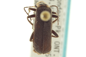  (Rhaxonycha bilobata - CNC COLEO 00155245)  @14 [ ] CreativeCommons - Attribution (2012) CNC/CBG Photography Group Centre for Biodiversity Genomics