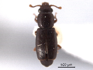  (Bactridium striolatum - CNC COLEO 00159723)  @11 [ ] CreativeCommons - Attribution (2012) CNC/CBG Photography Group Centre for Biodiversity Genomics