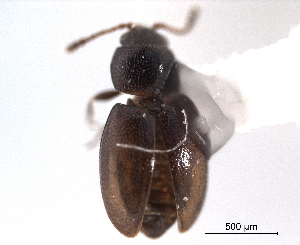  (Atomaria gonodera - CNC COLEO 00159939)  @11 [ ] CreativeCommons - Attribution (2012) CNC/CBG Photography Group Centre for Biodiversity Genomics