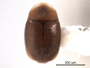 ( - CNC COLEO 00160113)  @11 [ ] CreativeCommons - Attribution (2012) CNC/CBG Photography Group Centre for Biodiversity Genomics