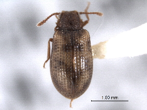  (Derodontus esotericus - CNC COLEO 00160229)  @11 [ ] CreativeCommons - Attribution (2012) CNC/CBG Photography Group Centre for Biodiversity Genomics
