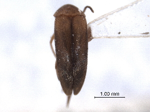  (Mordellistena indistincta - CNC COLEO 00160448)  @13 [ ] CreativeCommons - Attribution (2012) CNC/CBG Photography Group Centre for Biodiversity Genomics