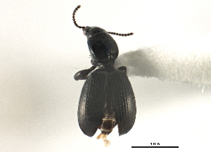  (Dyschirius melancholicus - CNC COLEO 00161107)  @13 [ ] CreativeCommons - Attribution (2013) CBG Photography Group Centre for Biodiversity Genomics