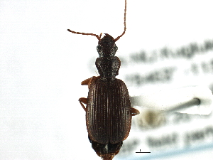  (Cymindis unicolor - CNC COLEO 00161202)  @15 [ ] CreativeCommons - Attribution (2013) CBG Photography Group Centre for Biodiversity Genomics